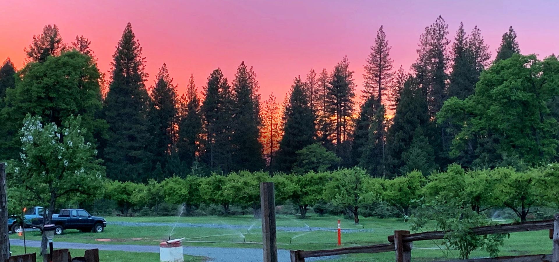 Sunset over the orchard and pines at Harris Family Farm, Pollock Pines