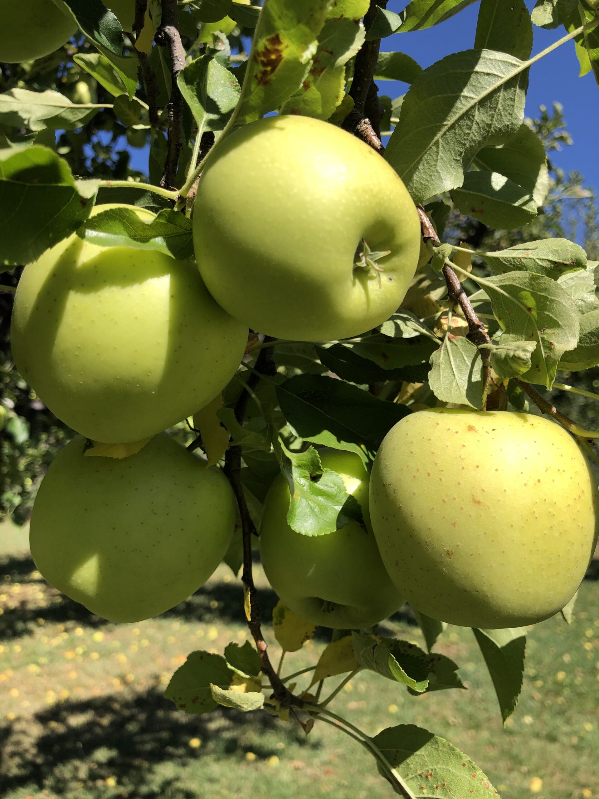 Golden Delicious apples ripening on the branch at Harris Family Farm