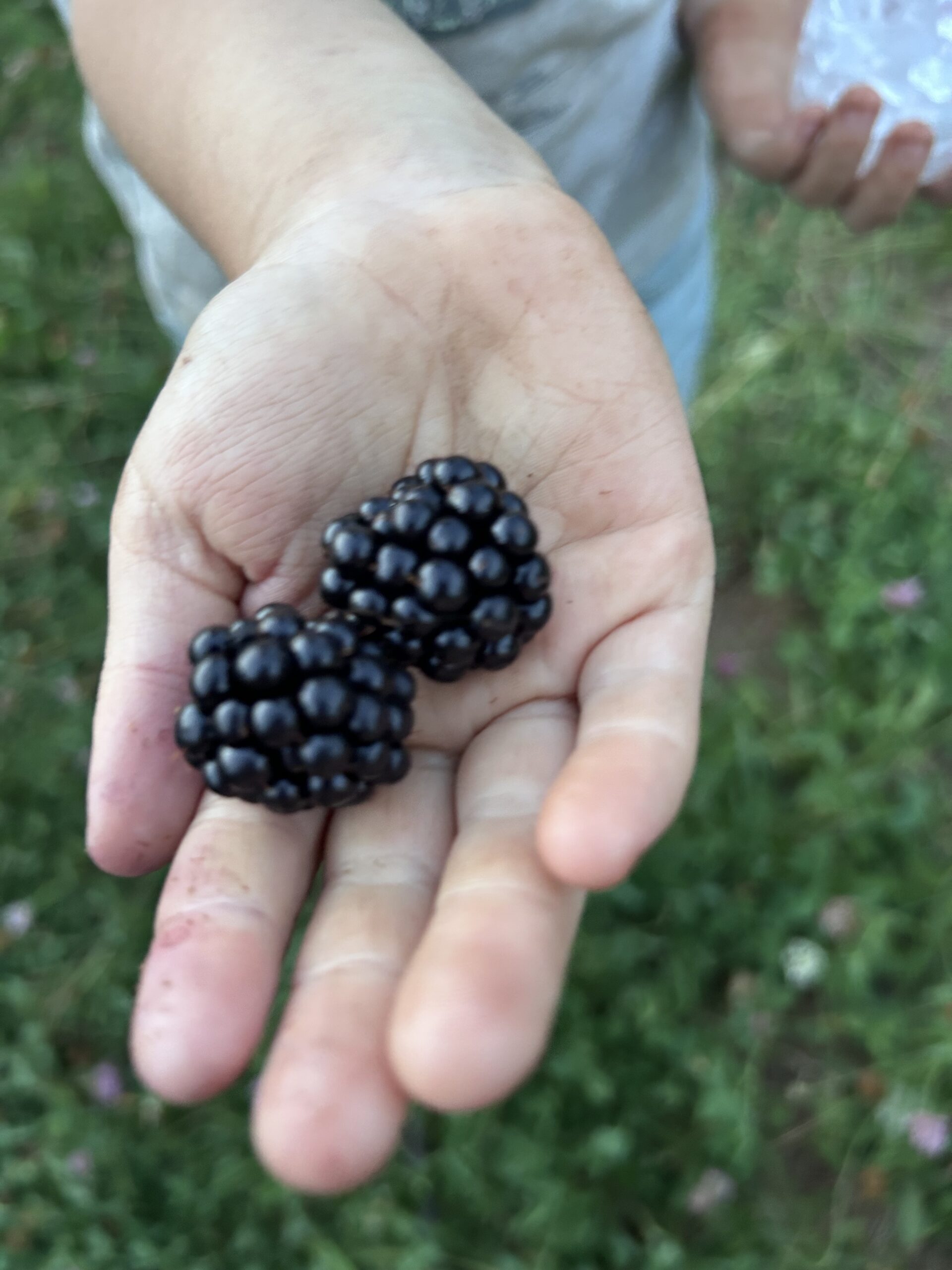 A just-picked berry held in hand at Harris Family Farm