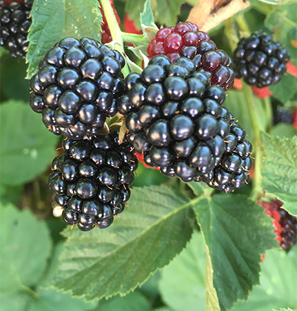 Chester blackberries grown at Harris Family Farm