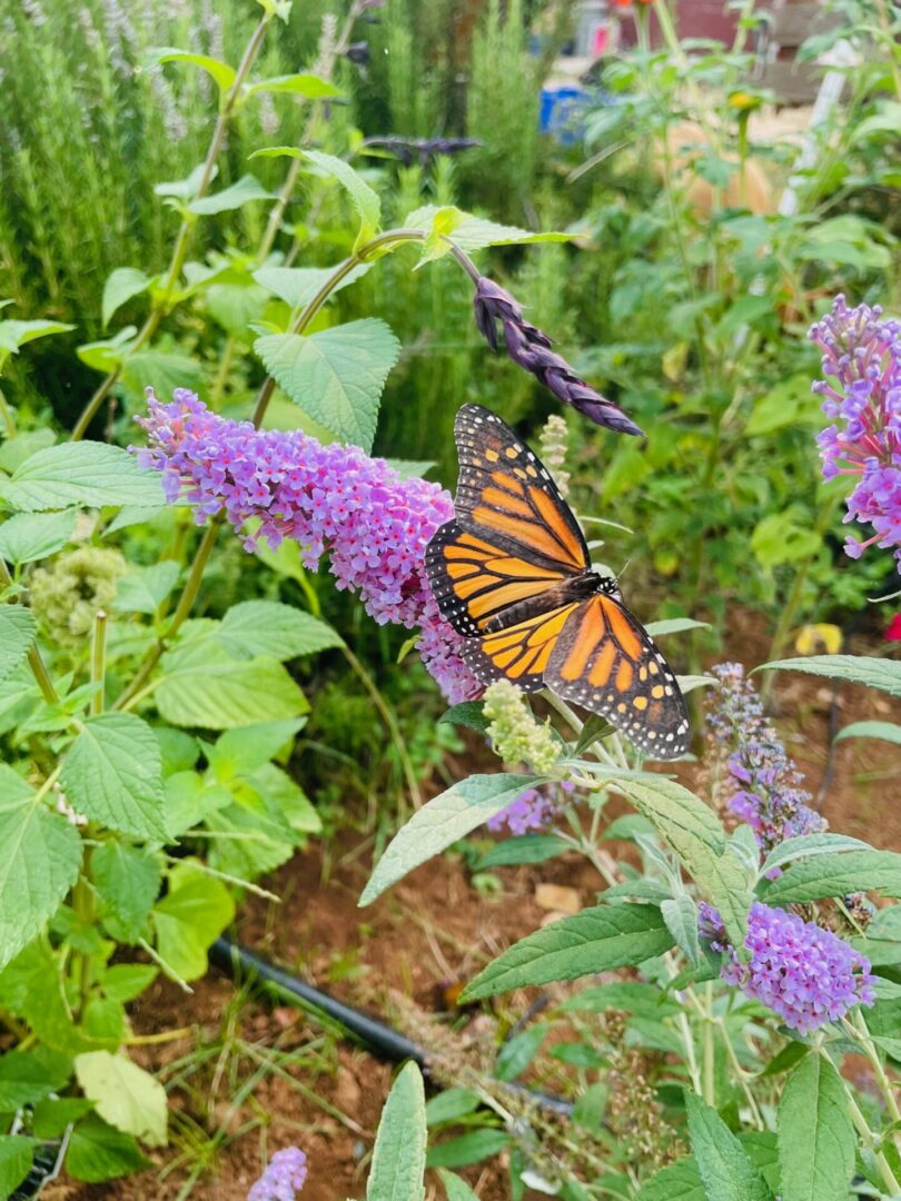 Farm flowers with a monarch butterfly
